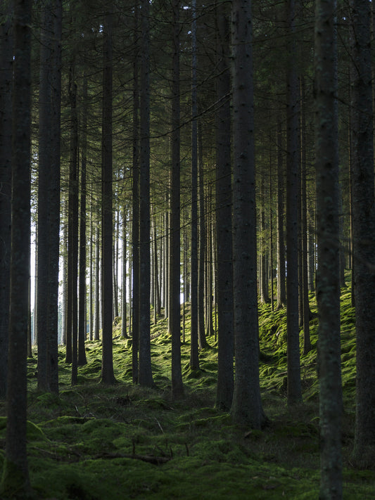 Woods Poster Grün